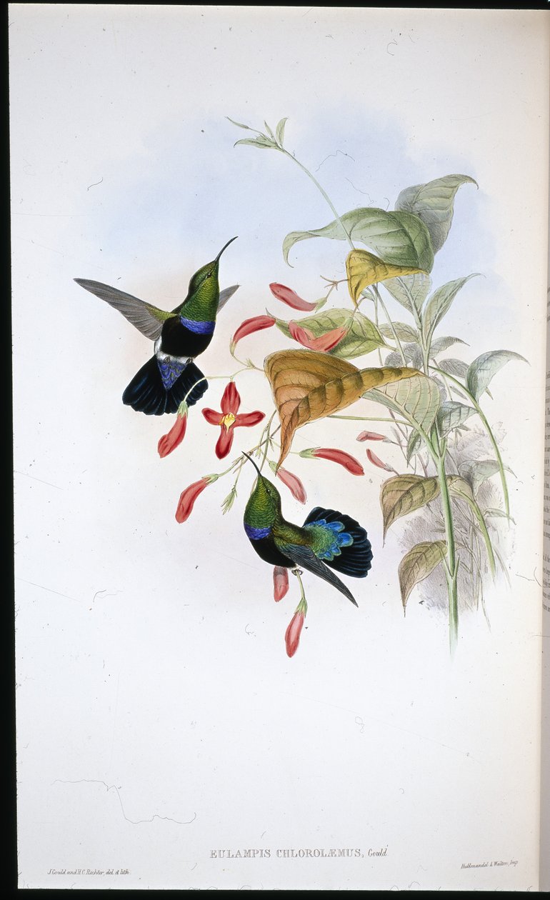 Karibik trawiastozielony (Eulapis Chlorolaemus) (ręcznie barwiony lito) autorstwa John (after) Gould