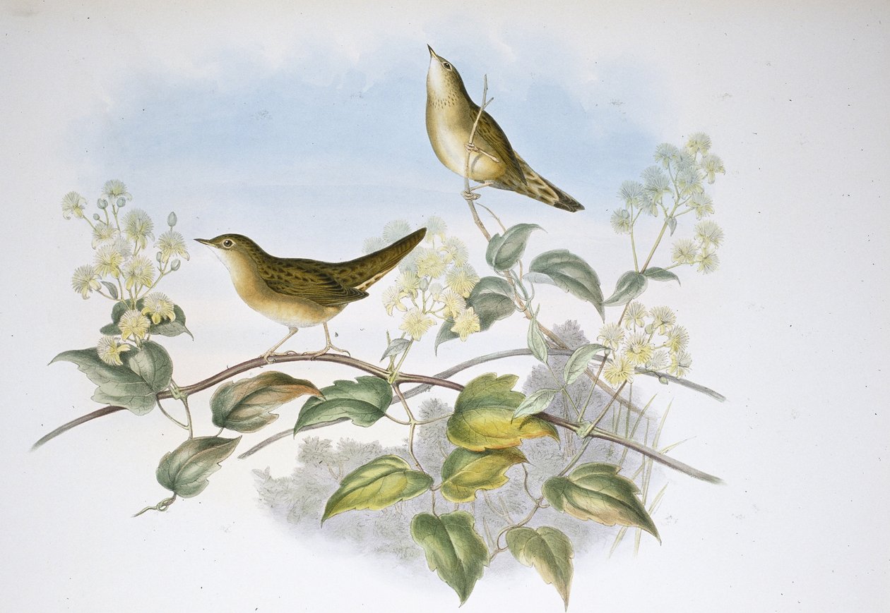 Lasówka konik polny (Locustella Auicula) (ręcznie barwiony litho) autorstwa John (after) Gould