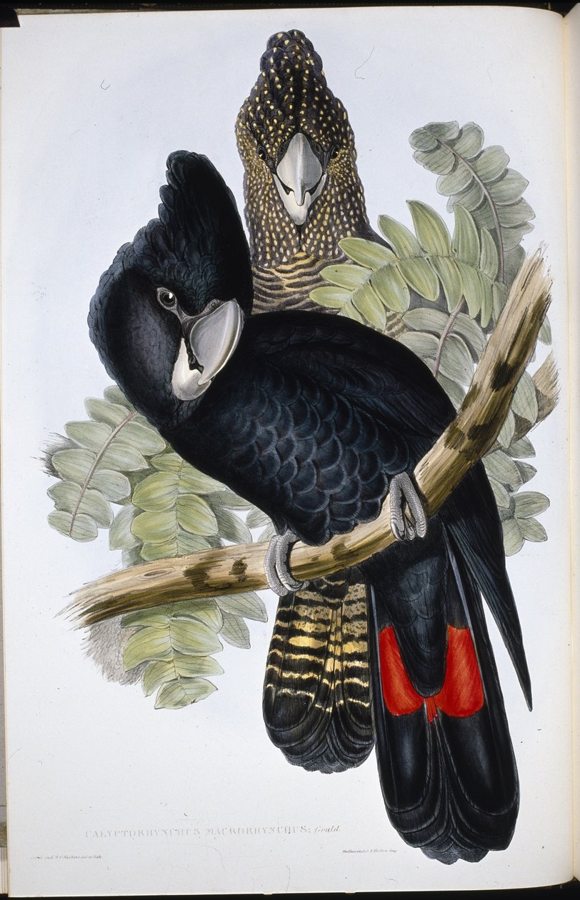 Kakadu czarnodzioby (Calyptorhynchus Macrorhynchus) (ręcznie barwiony litho) autorstwa John (after) Gould