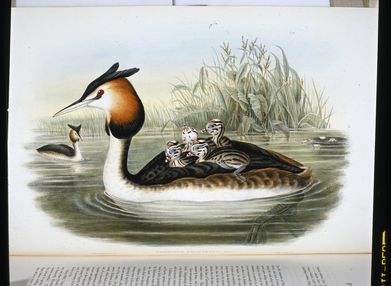 Perkoz dwuczuby (Podiceps Cristatus) (lito ręcznie kolorowane) autorstwa John (after) Gould