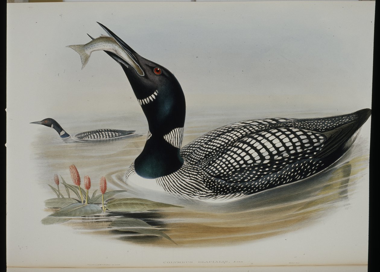 Great Northern Diver (Colymbus Glacialis) (lito ręcznie kolorowane) autorstwa John (after) Gould