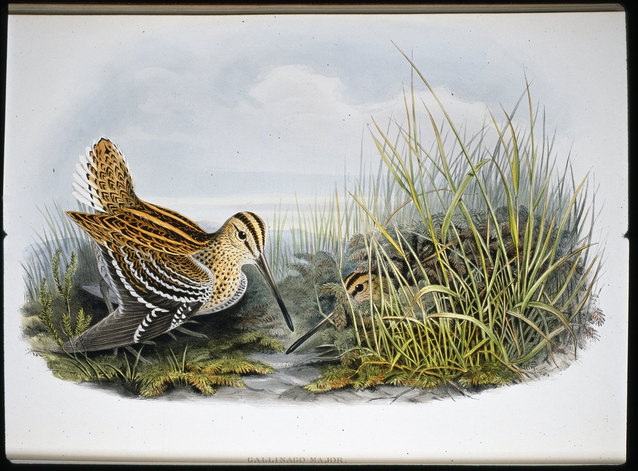 Bekas wielki (Gallinaco Major) (litografia ręcznie kolorowana) autorstwa John (after) Gould