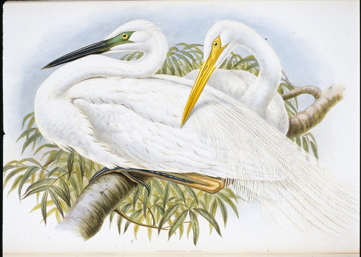 Czapla biała (Herodias Alba) (lito ręcznie kolorowane) autorstwa John (after) Gould