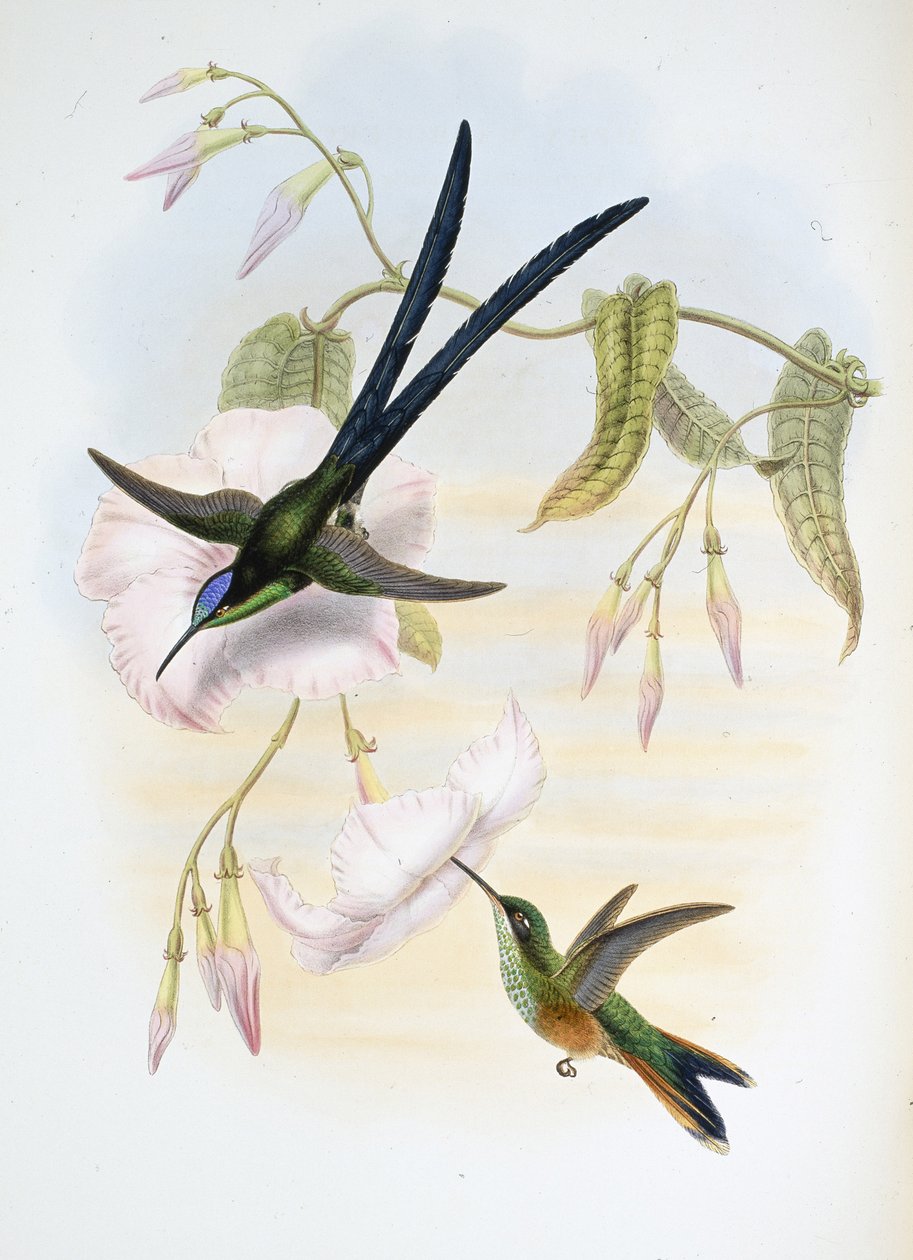 Wielki kolibr widlasty (Hylonymphia Macrocerca) (ręcznie barwiony litho) autorstwa John (after) Gould