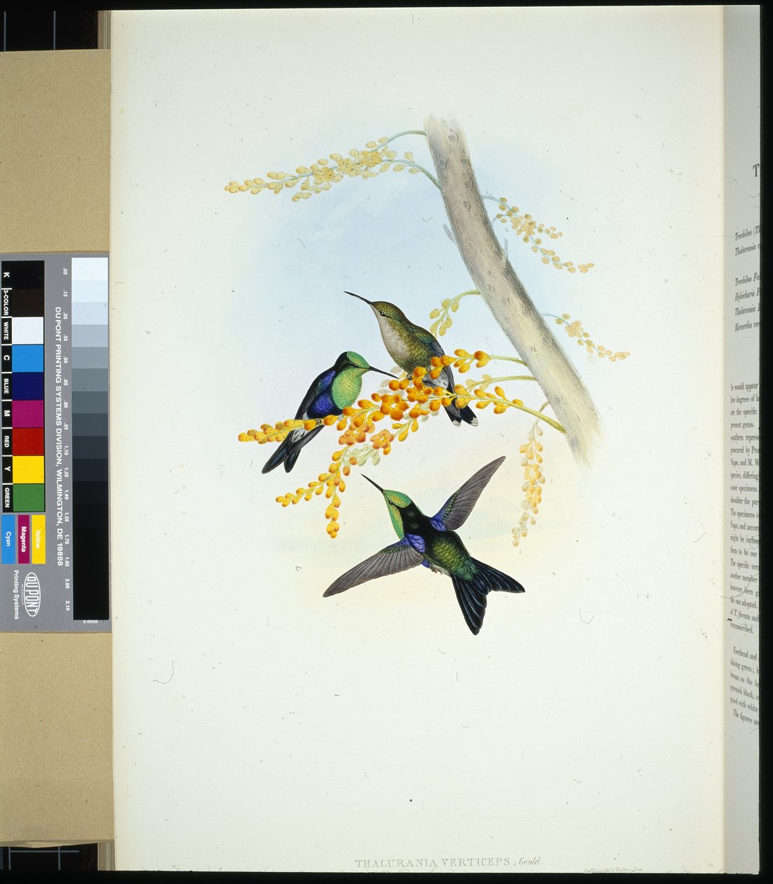 Zielono-koronowane Panoplites (wierzchołki thalurania) (ręcznie kolorowane lito) autorstwa John (after) Gould