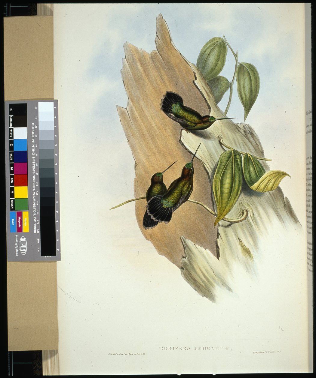 Lancedziób zielony (dorifera ludoviciae) (ręcznie barwiony litho) autorstwa John (after) Gould