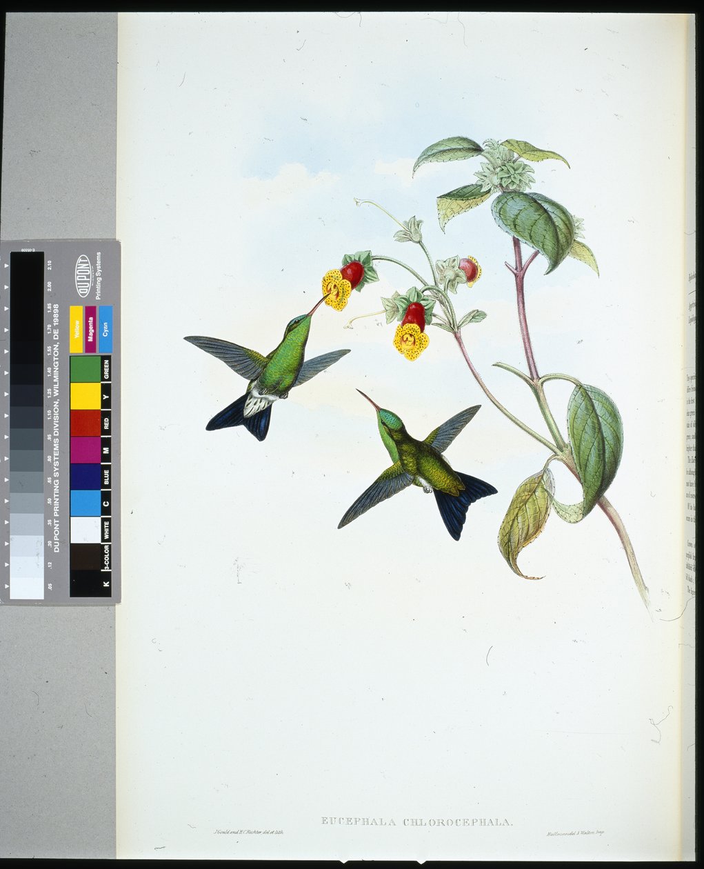 Szafir zielonogłowy (eucephala chlorocephela) (ręcznie barwiony litho) autorstwa John (after) Gould