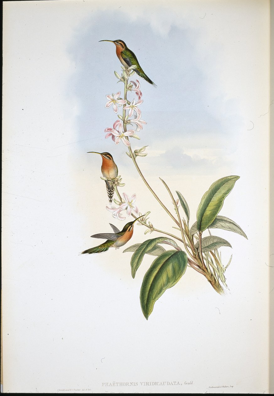 Pustelnik zielonoogoniasty (Phaethornis Viridicaudata) (ręcznie barwiony litho) autorstwa John (after) Gould