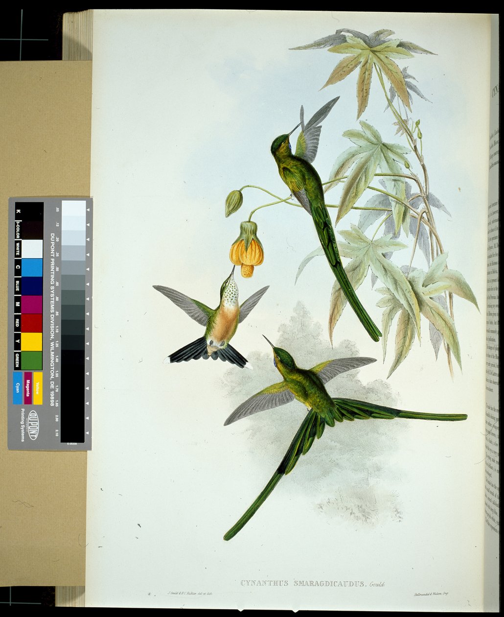 Sylfa zielonoogoniasta (cynanthus smaragdicaudus) (ręcznie barwiona litho) autorstwa John (after) Gould