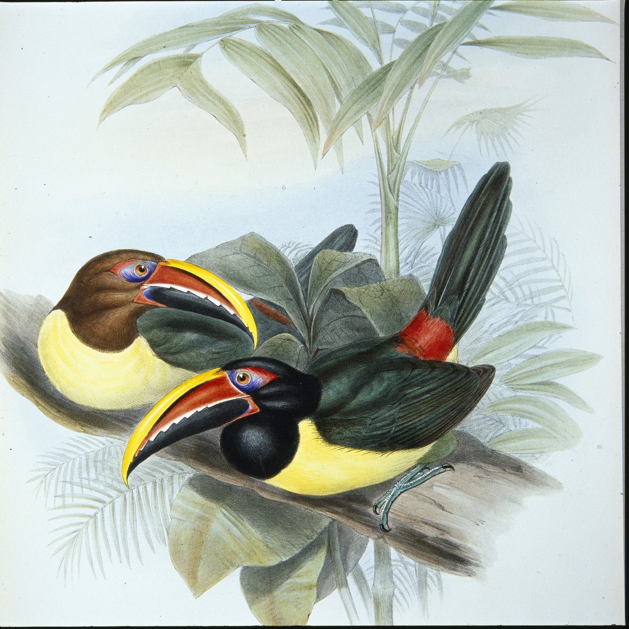 Zielony Aracari (Pteroglossus Viridis) (ręcznie barwiony lito) autorstwa John (after) Gould