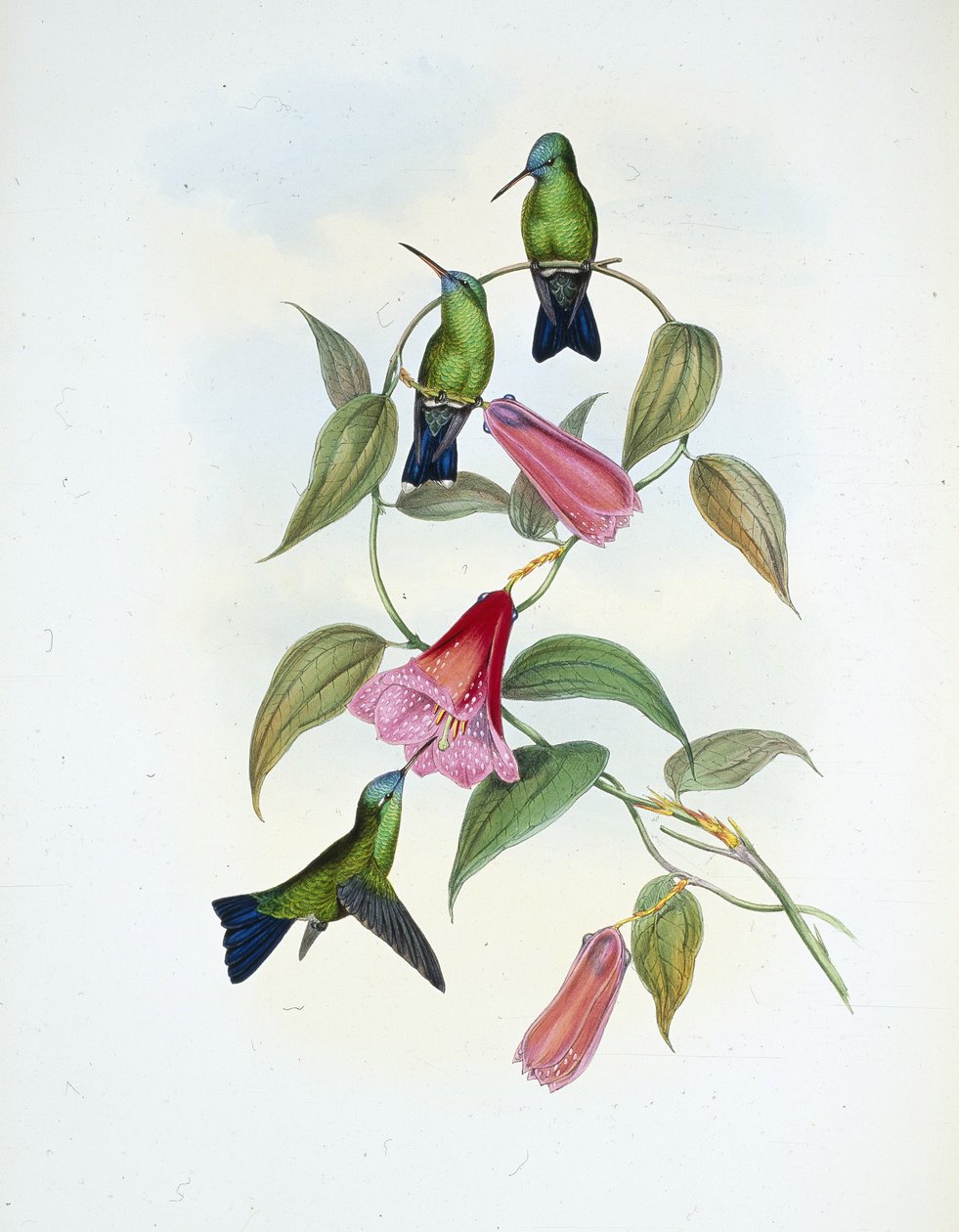 Szafir zielony i niebieski (eucephala smaragdocaerulea) (ręcznie barwiony litho) autorstwa John (after) Gould