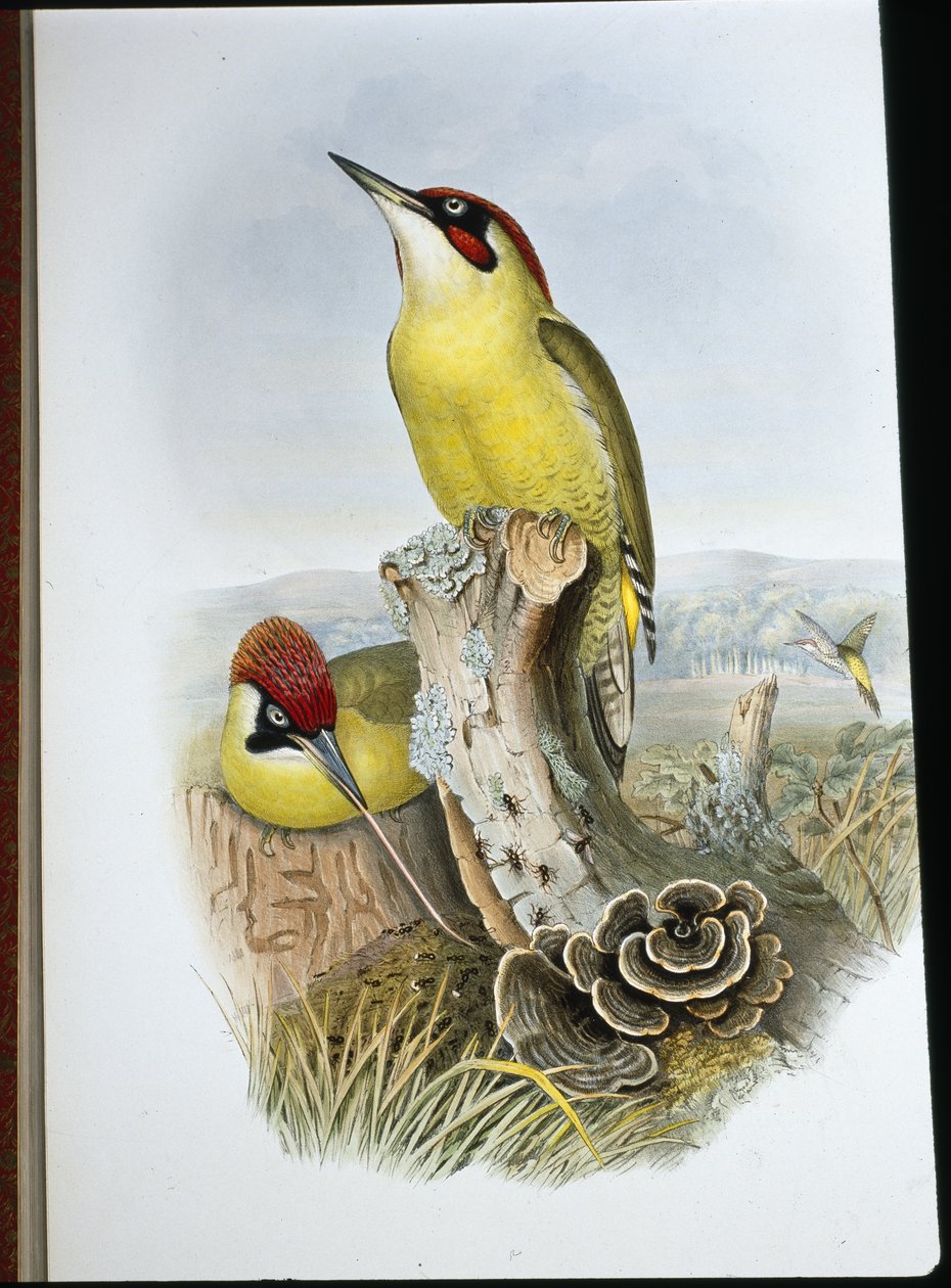 Dzięcioł zielony (Gecinus Viridis) (ręcznie barwiony lito) autorstwa John (after) Gould