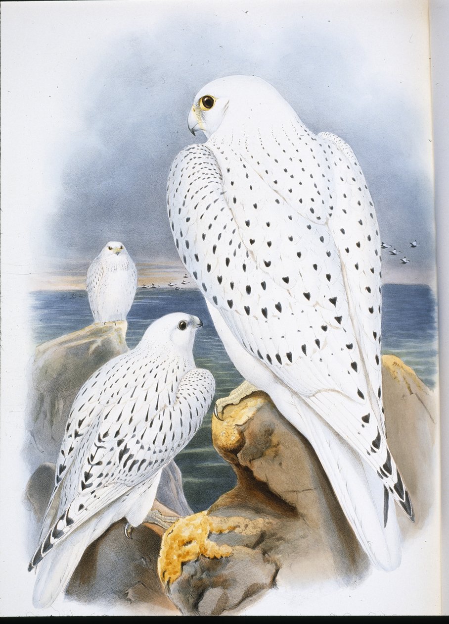 Sokół grenlandzki (Falco Candicans) (lito ręcznie kolorowane) autorstwa John (after) Gould
