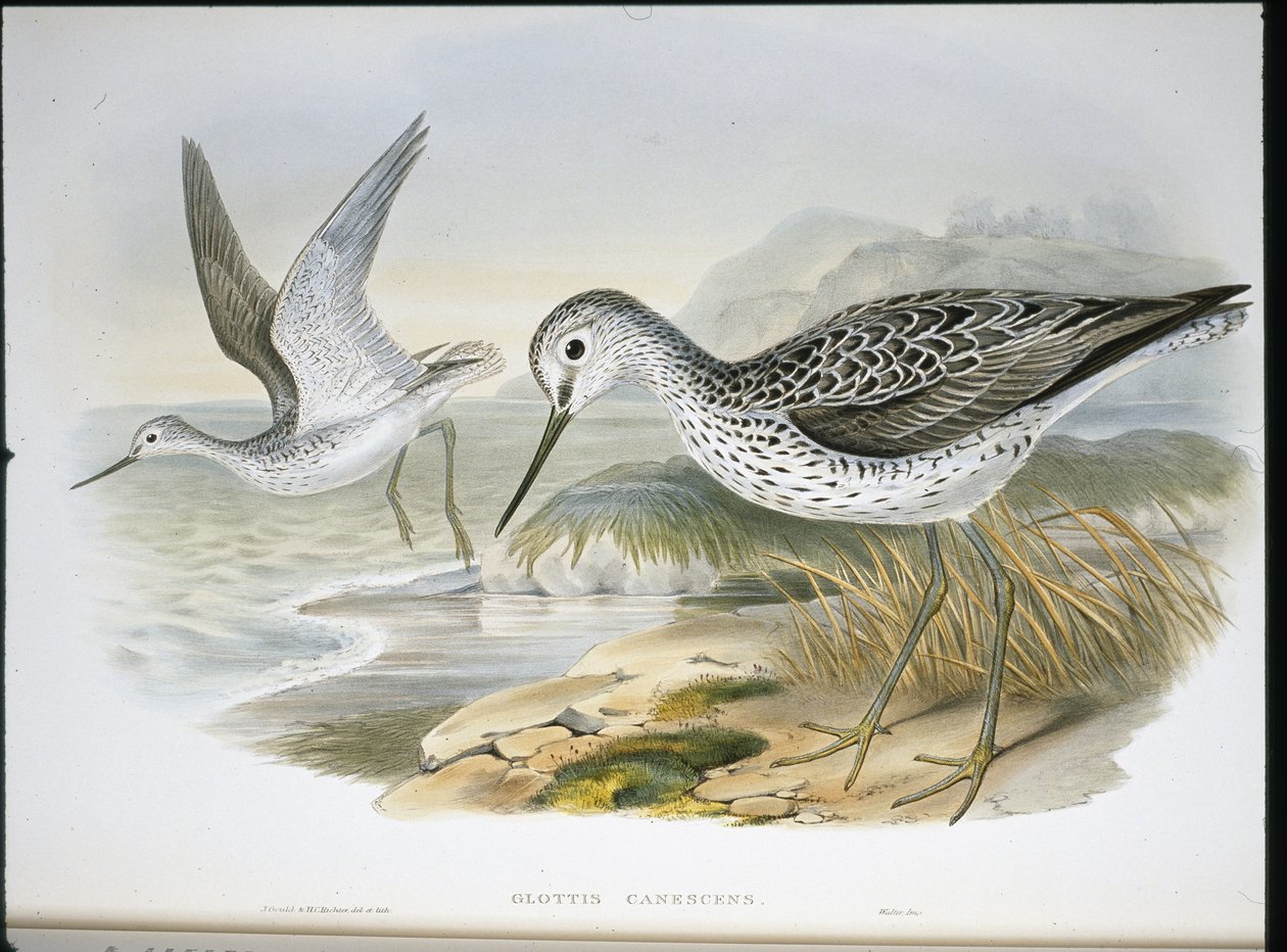 Greenshank (Glottis Canescens) (ręcznie barwiony litho) autorstwa John (after) Gould