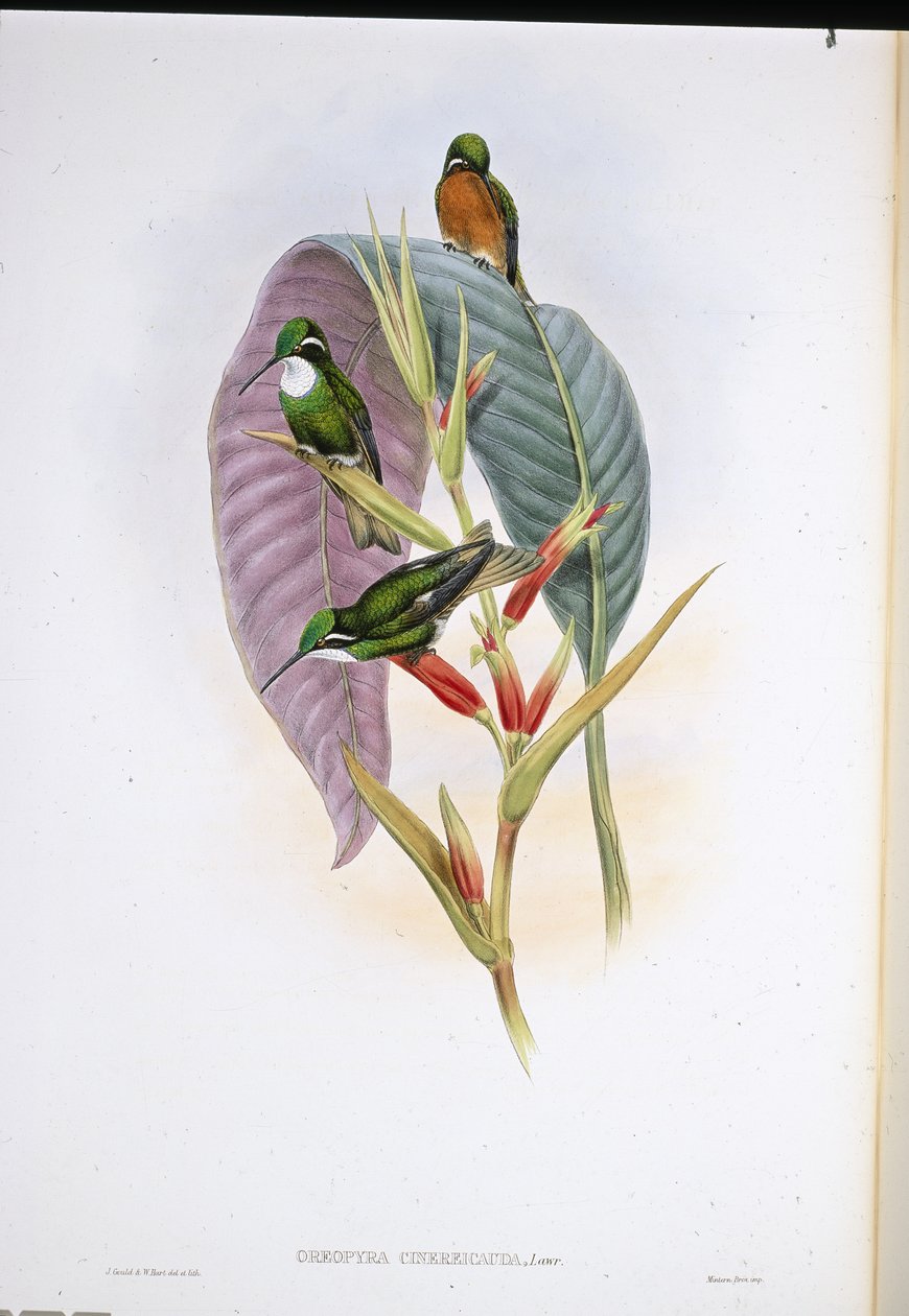 Koliber siwy (Oreopyra Cinerea Cauda) (ręcznie barwiony litho) autorstwa John (after) Gould
