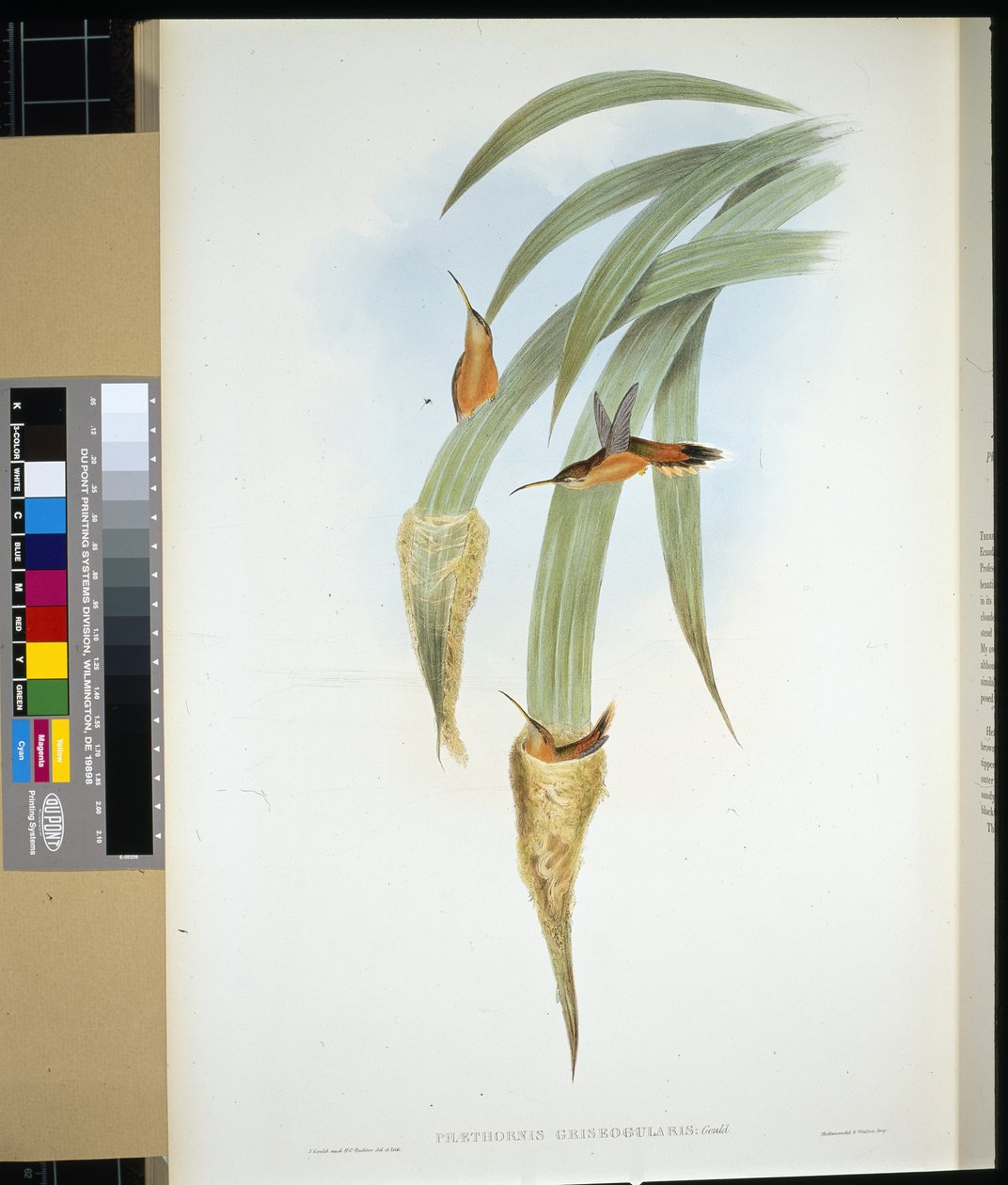 Pustelnik szarogardły (phaethornis griseogularis) (ręcznie barwiony litho) autorstwa John (after) Gould