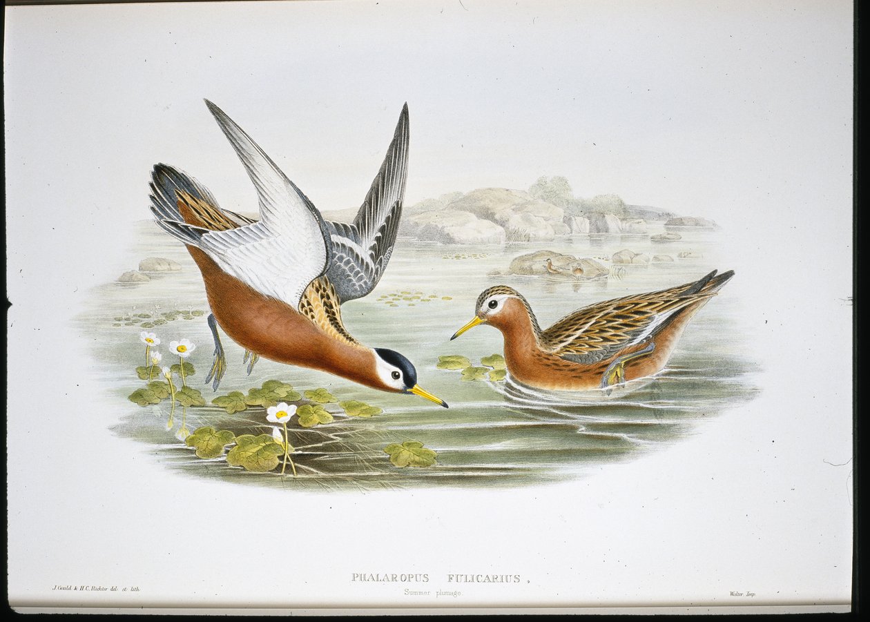 Phalarope szary (Phalaropus Fulicarius) (ręcznie barwiony litho) autorstwa John (after) Gould
