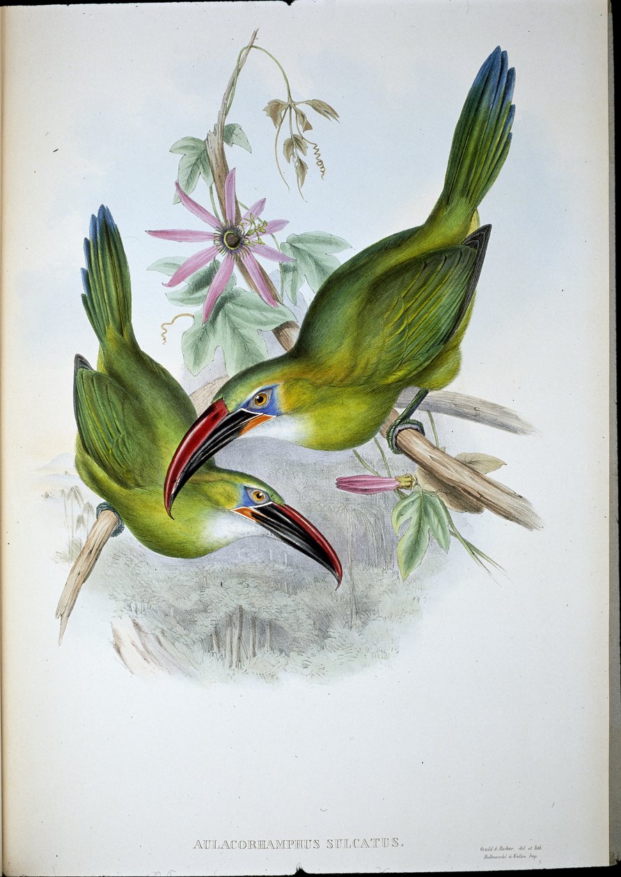 Tukan Groove-Bill (Aulacorhamphus Sulcatus) (ręcznie barwiony lito) autorstwa John (after) Gould