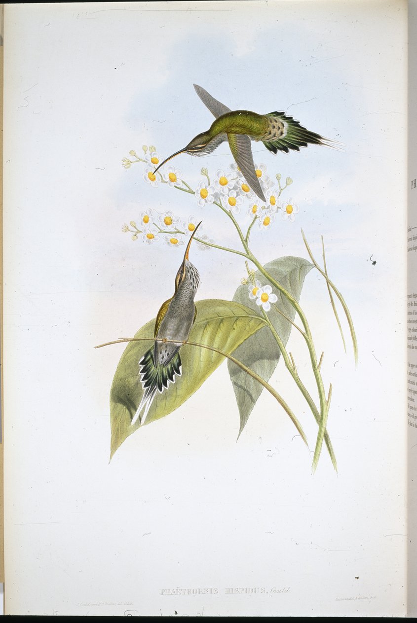 Włochaty pustelnik (Phaethornis Hispidus) (ręcznie barwiony litho) autorstwa John (after) Gould