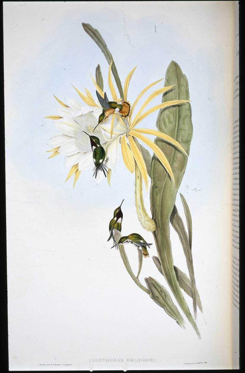 Gwiazda Drewna Heliodora (Calothorax Heliodori) (ręcznie barwiony litho) autorstwa John (after) Gould