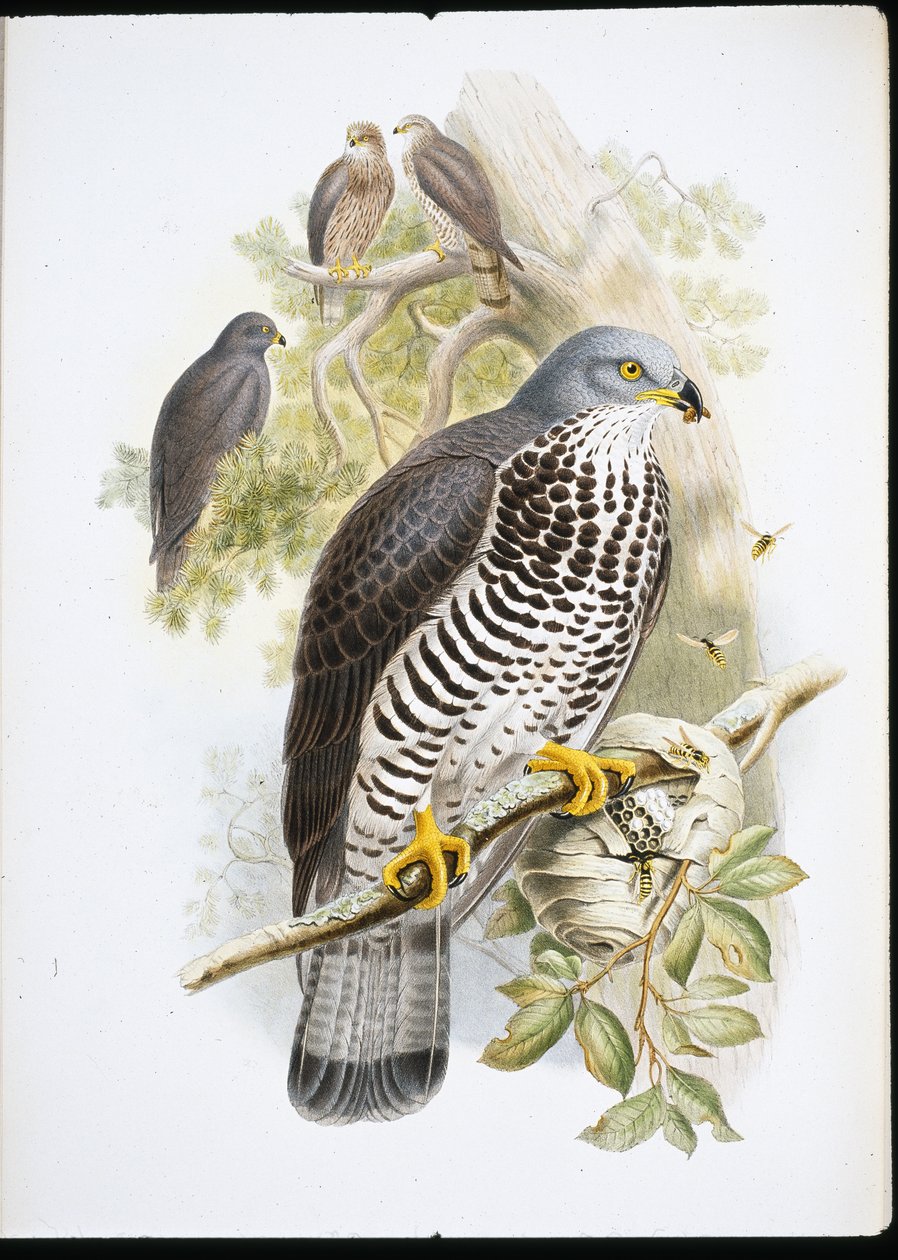 Myszołów miodowy (lakier Apivorus) (ręcznie barwiony lito) autorstwa John (after) Gould