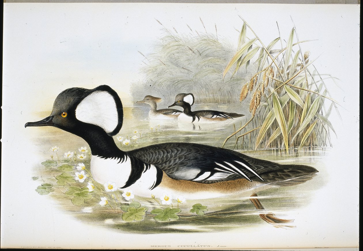 Nurogęś z kapturem (Mergus Cucullatus) (lito ręcznie kolorowane) autorstwa John (after) Gould