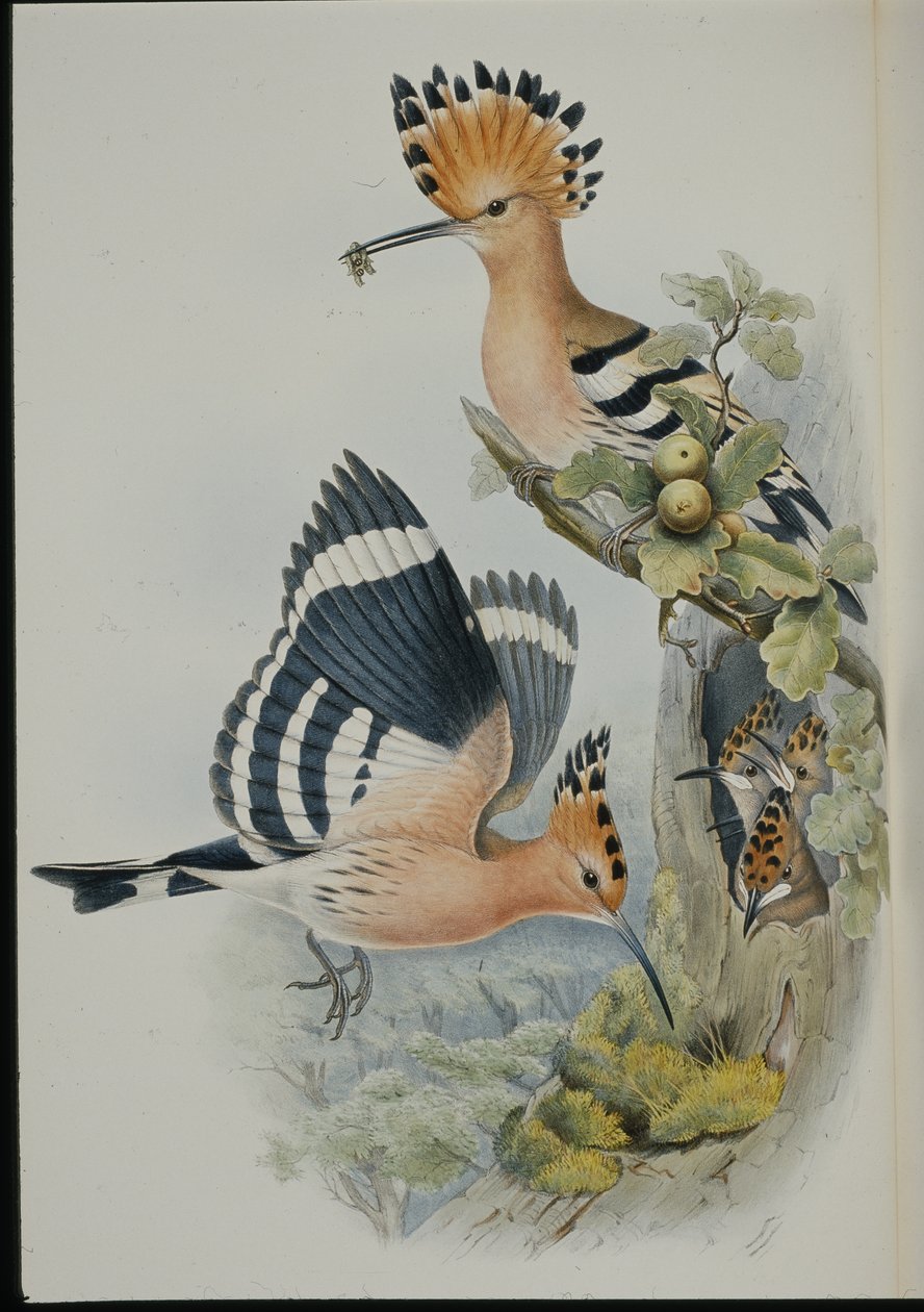 Dudek (Upupa Epops) (ręcznie barwiony litho) autorstwa John (after) Gould