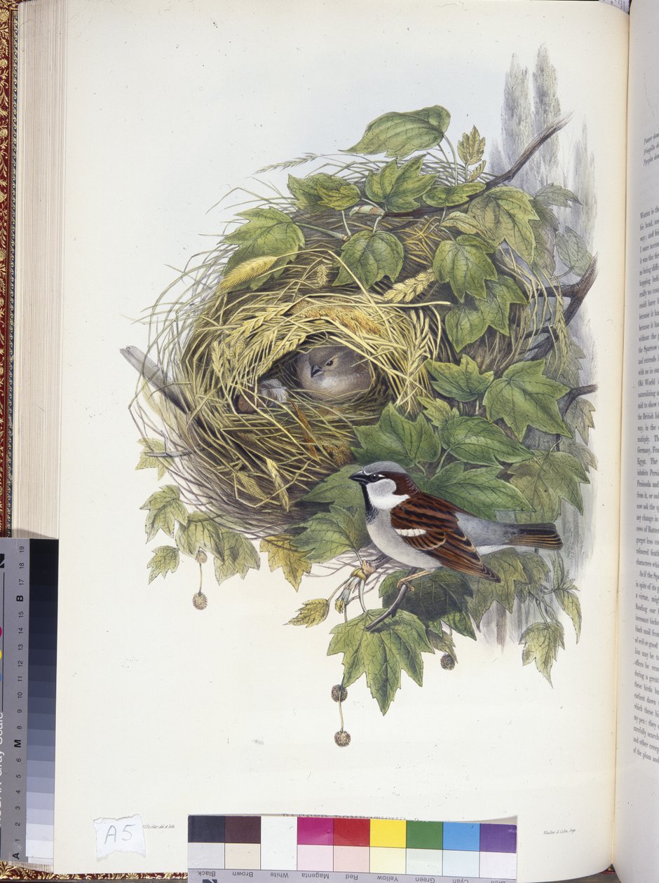 Wróbel domowy (Passer domesticus) (ręcznie barwiony lito) autorstwa John (after) Gould
