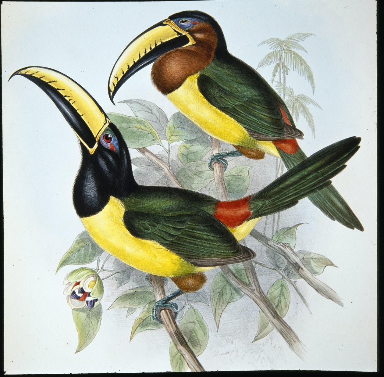 Aracari Humboldta (Pteroglossus Humboldti) (ręcznie barwiony lito) autorstwa John (after) Gould