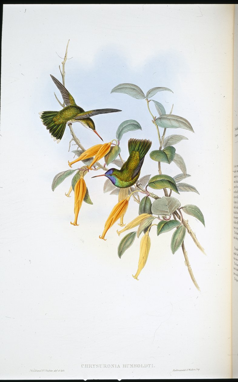 Koliber Humboldta (Chrysuronia Humboldti) (ręcznie barwiony lito) autorstwa John (after) Gould