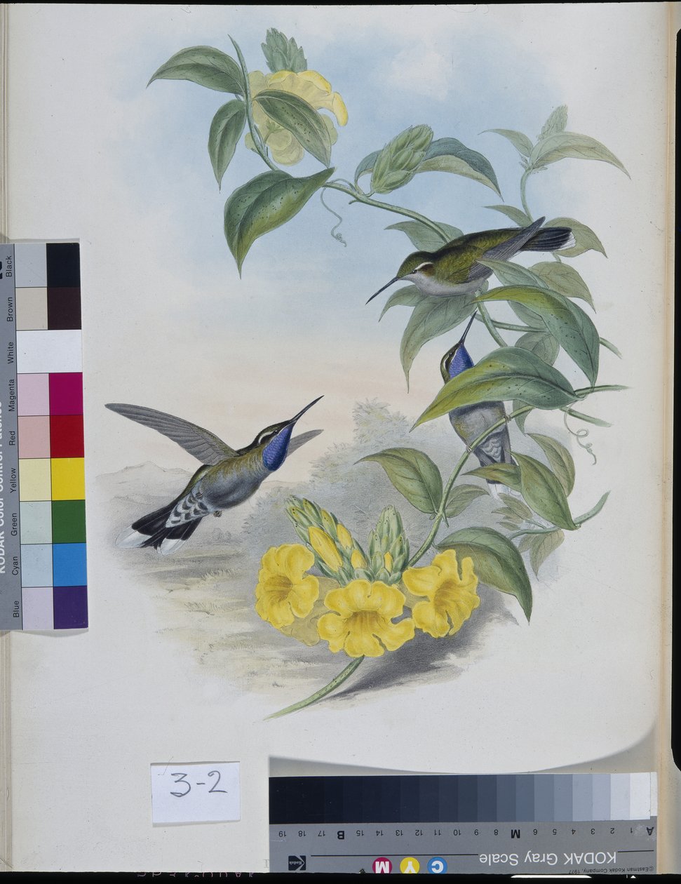 Kolibry (Delattria Clemenciae) (ręcznie barwione litho) autorstwa John (after) Gould
