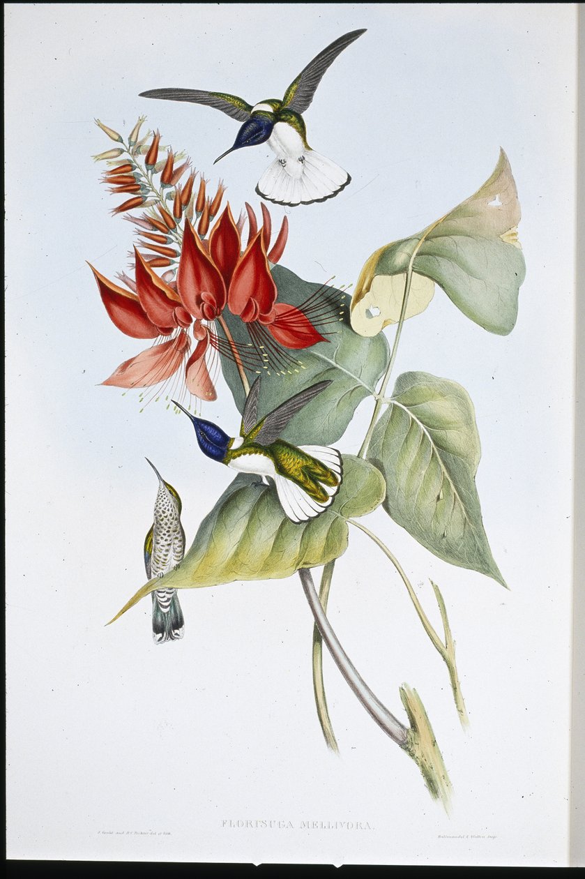 Jakobin (Florisuga Mellivora) (lito ręcznie kolorowane) autorstwa John (after) Gould