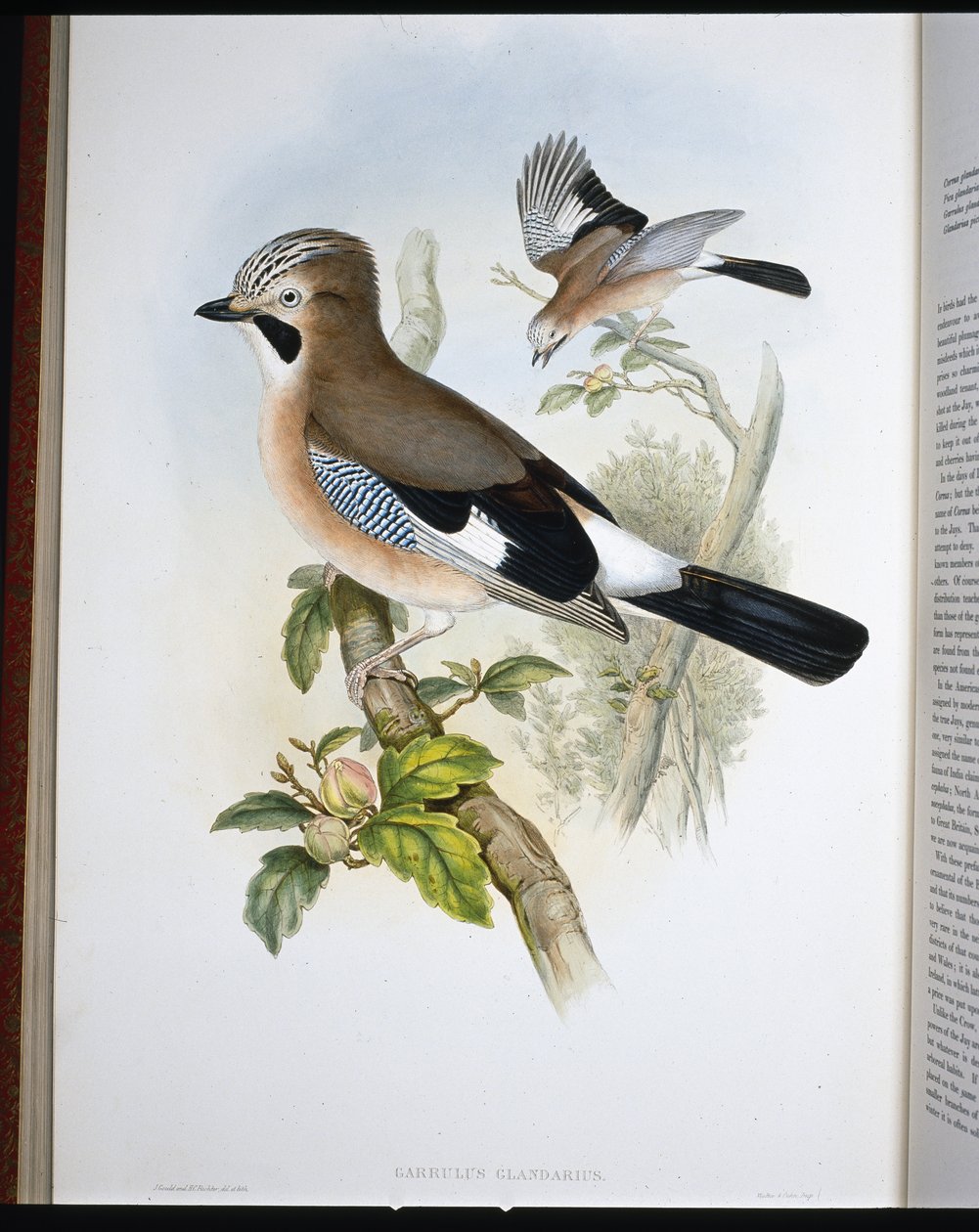 Sójka (Garrulus Glandarius) (lito ręcznie kolorowane) autorstwa John (after) Gould