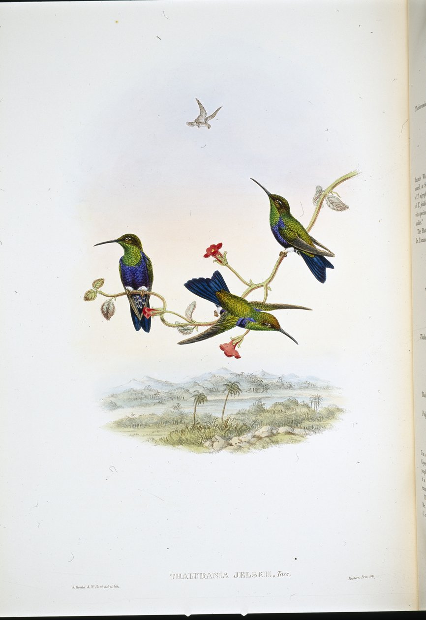 Nimfa leśna Jelskiego (Thalurania Jelskii) (lito ręcznie kolorowane) autorstwa John (after) Gould