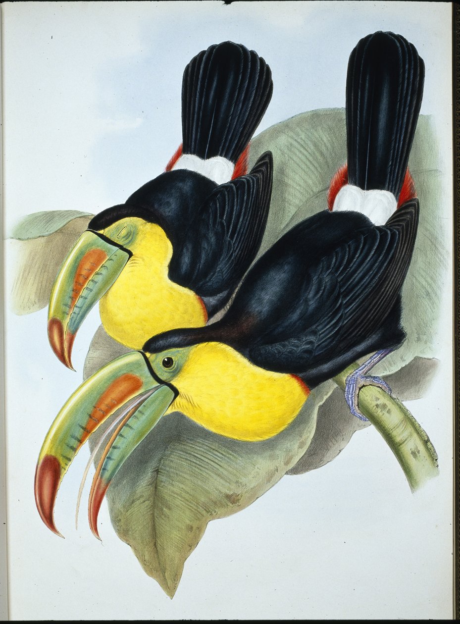 Tukan stępkowy (Ramphastos Carinatus) (ręcznie barwiony lito) autorstwa John (after) Gould