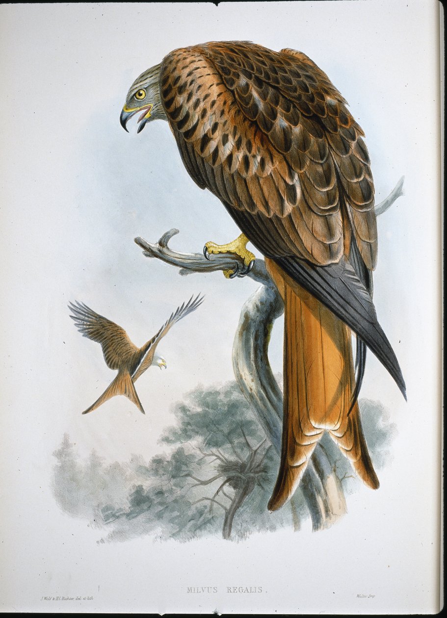 Latawiec Glead (Milvus Regalis) (kolorowy grawerunek) autorstwa John (after) Gould