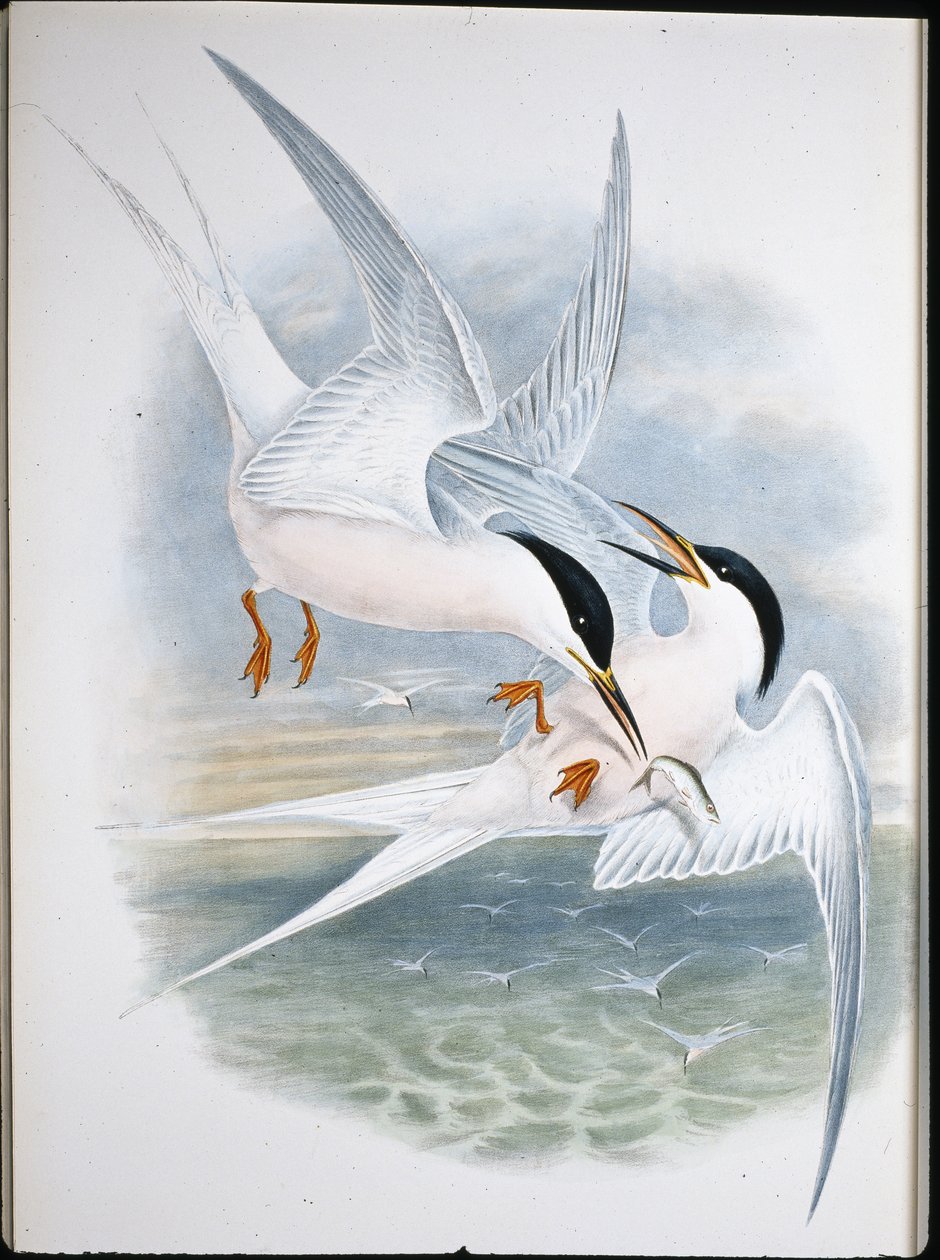 Latawiec Glead (Milvus Regalis) (lito ręcznie kolorowane) autorstwa John (after) Gould