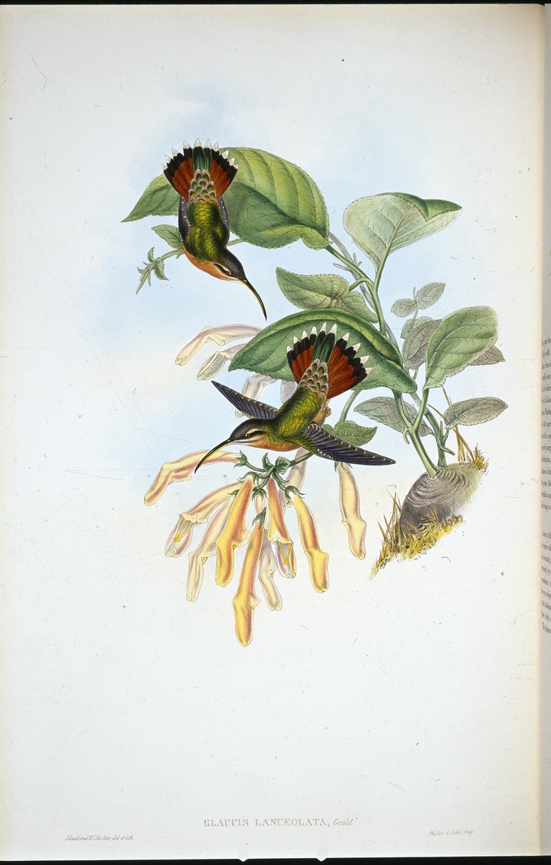 Lancelolate Pustelnik (Glaucis Lanceolata) (ręcznie barwiony lito) autorstwa John (after) Gould