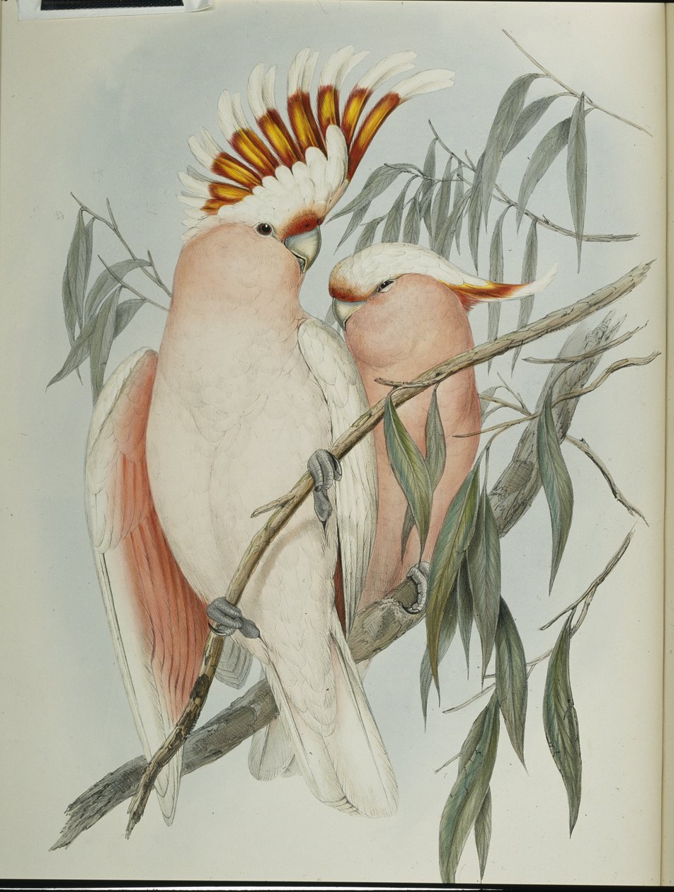 Kakadu Leadbeatera (Cacatua Leadbeateri ) (ręcznie barwiony litho) autorstwa John (after) Gould