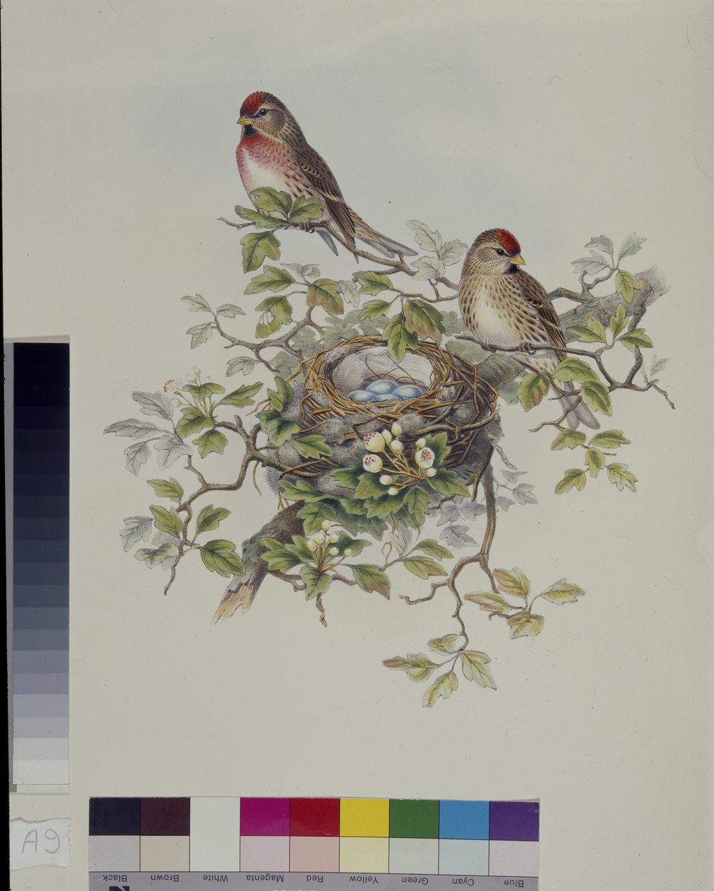 Lesser Redpoll (Aegisthus Rufescens) (lito ręcznie kolorowane) autorstwa John (after) Gould