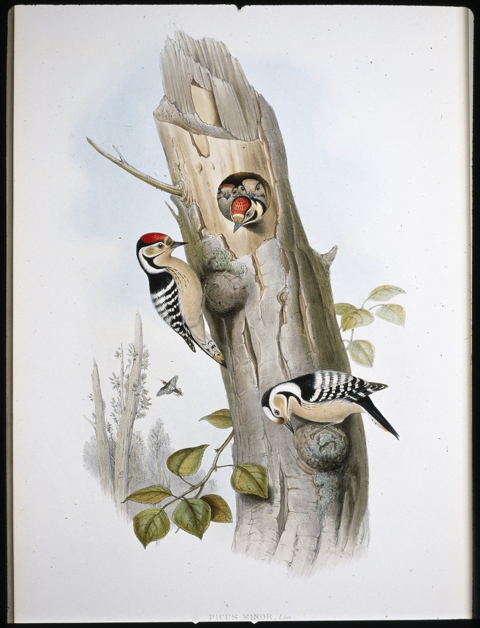 Dzięcioł mały (Picus Minor) (lito ręcznie kolorowane) autorstwa John (after) Gould