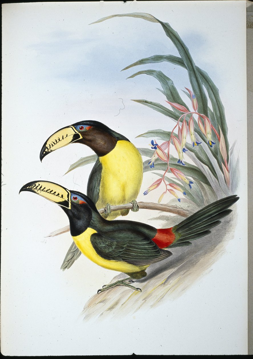 Literowane Aracari (pteroglossus inscriptus) (ręcznie kolorowane lito) autorstwa John (after) Gould