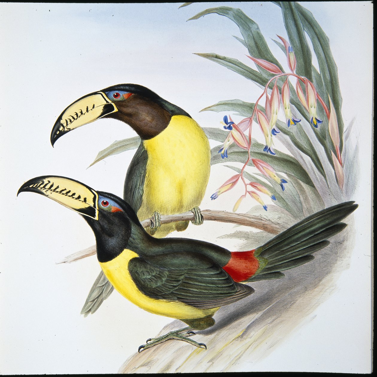 Tukan Aracari z literami (Pteroglossus Inscriptus) (ręcznie barwiony litho) autorstwa John (after) Gould