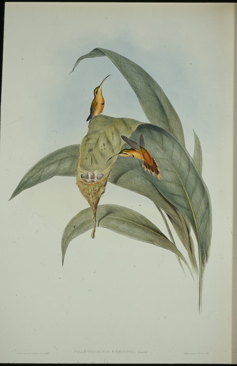 Mały Pustelnik (Phaethornis eremita) (lito ręcznie kolorowane) autorstwa John (after) Gould