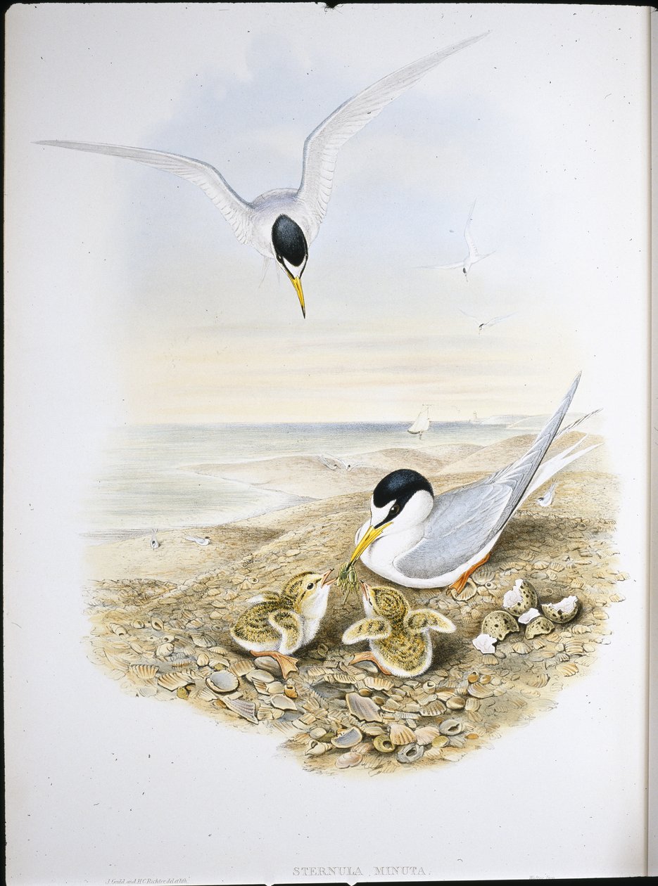 Rybitwa (Sternula Minuta) (ręcznie kolorowana litho) autorstwa John (after) Gould