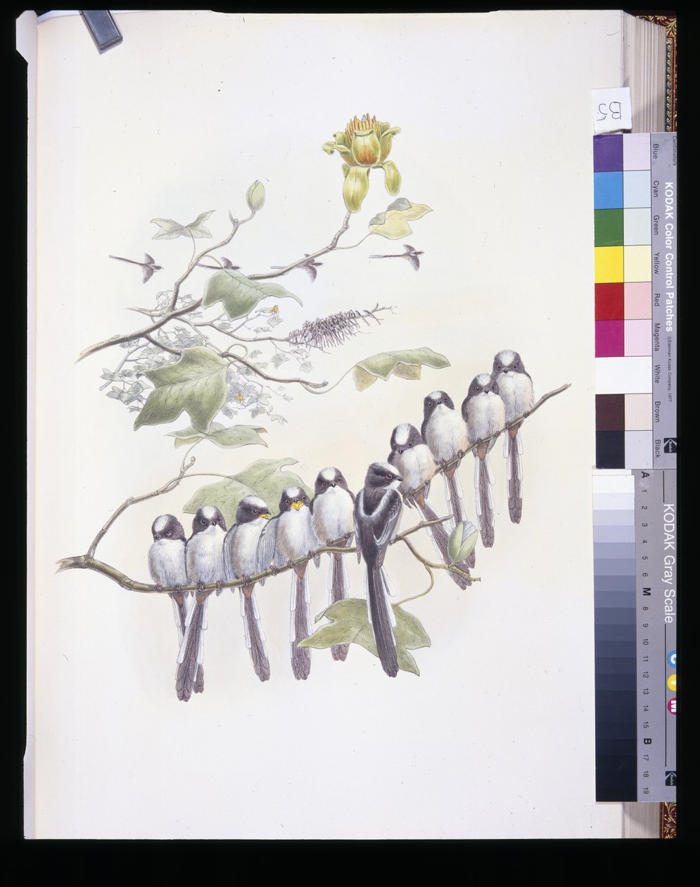 Sikora długoogoniasta (Mecistura Caudata) (ręcznie barwiona lito) autorstwa John (after) Gould