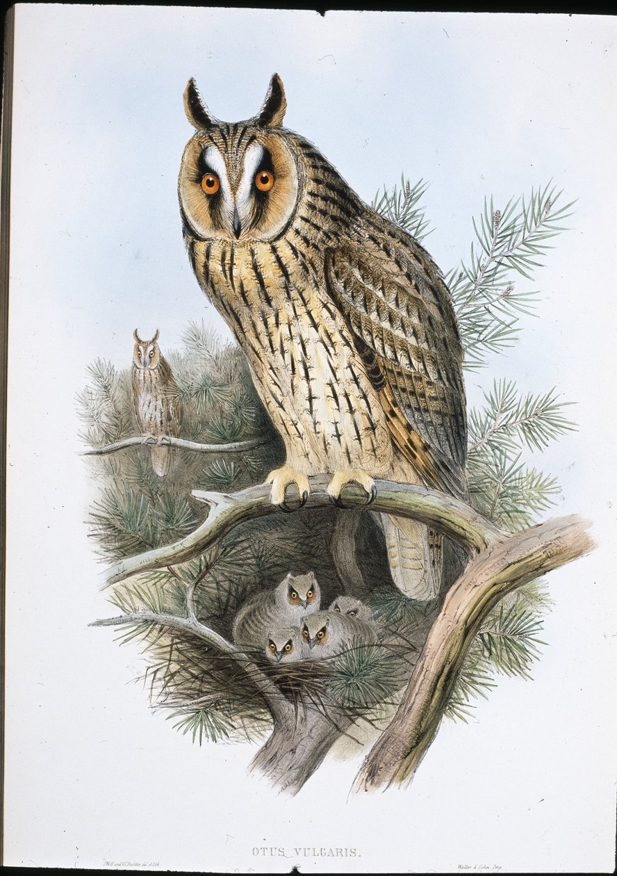 Sowa uszata (Otus Vulgaris) (lito ręcznie kolorowane) autorstwa John (after) Gould