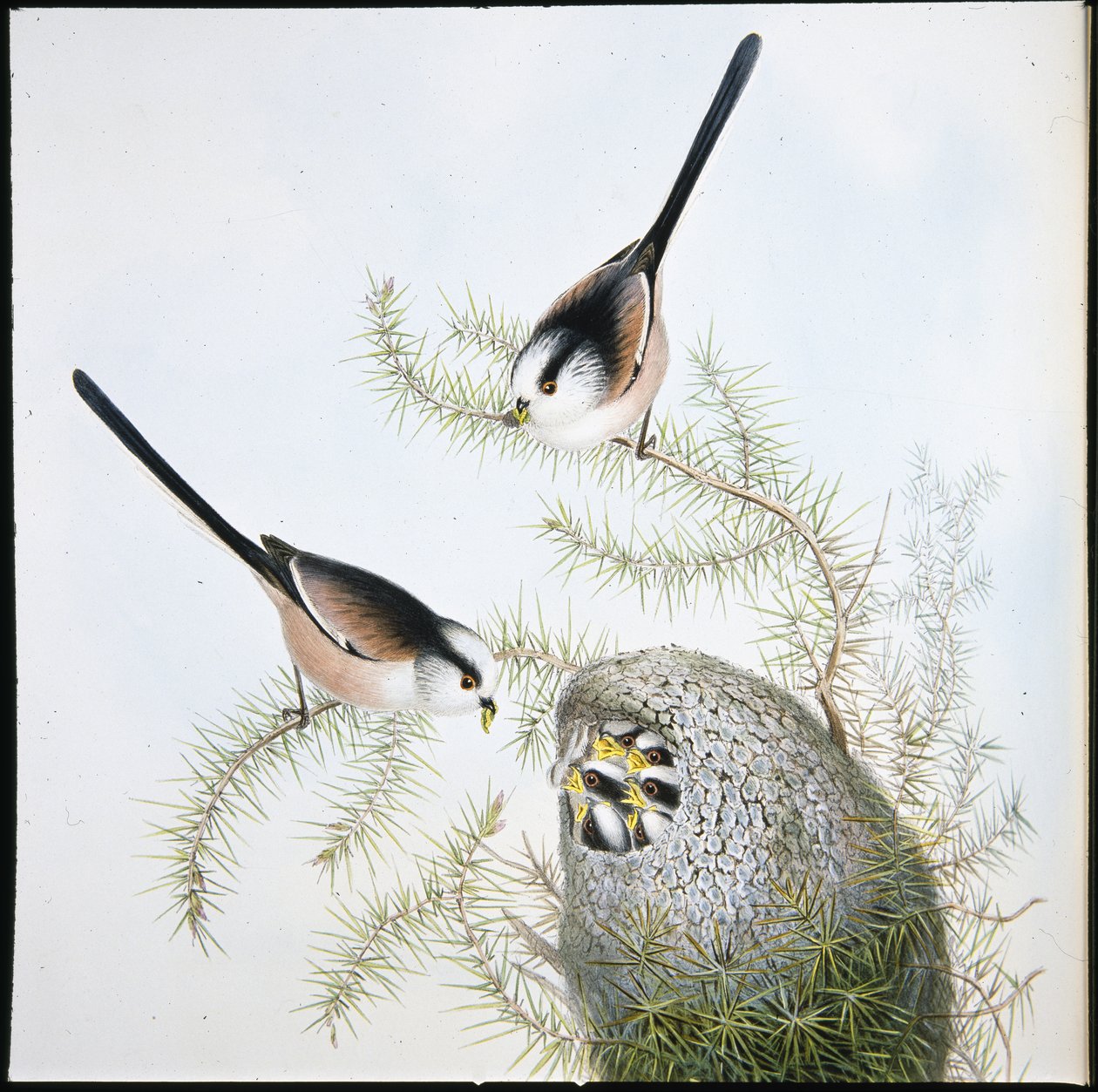 Sikora długoogoniasta (Mecistura Caudata) (lito ręcznie kolorowane) autorstwa John (after) Gould