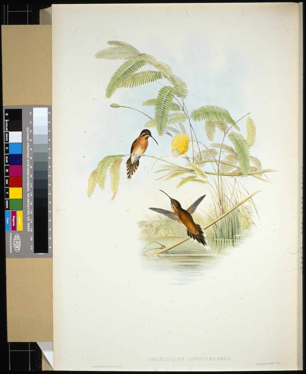 Pustelnik Longeumare (Phaethornis Longuemareus) (ręcznie barwiony litho) autorstwa John (after) Gould