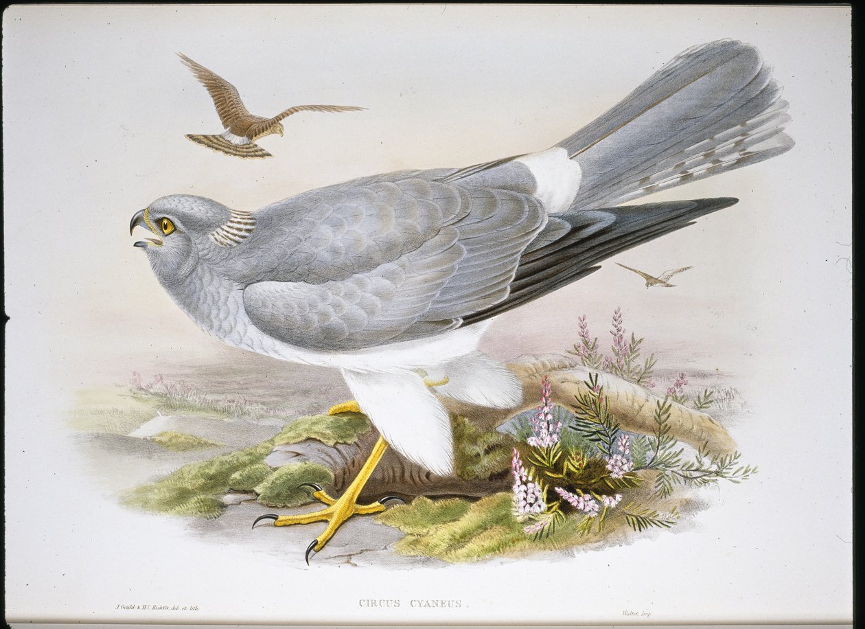 Błotniak błotny (Circus Aeruginosus) (ręcznie barwiony litho) autorstwa John (after) Gould